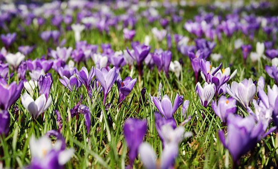 crocus flowers