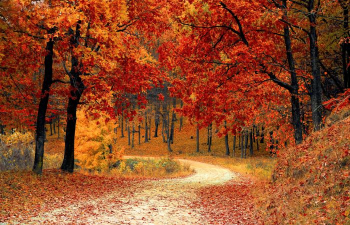Country path in fall