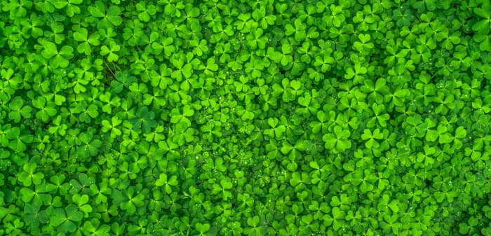 Field of clovers from above
