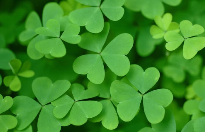 St. Patrick's Day shamrocks